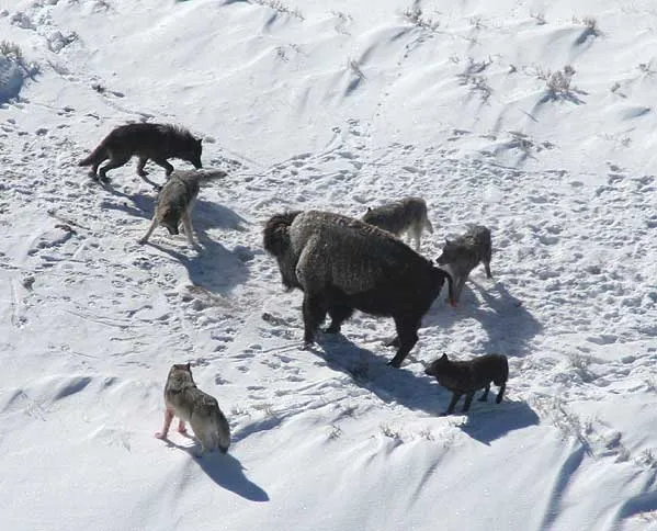 A team of wolves are able to work together to bring down large prey such as this bison